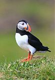 Atlantic Puffin